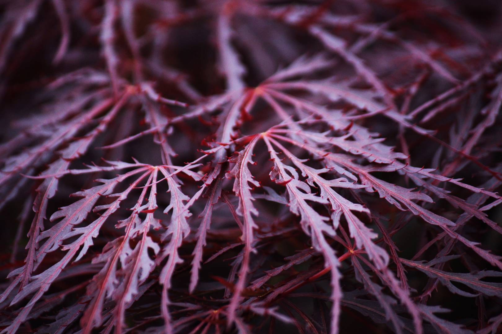Oh!Garden - Flikbladig Japansk Lönn Crimson Queen