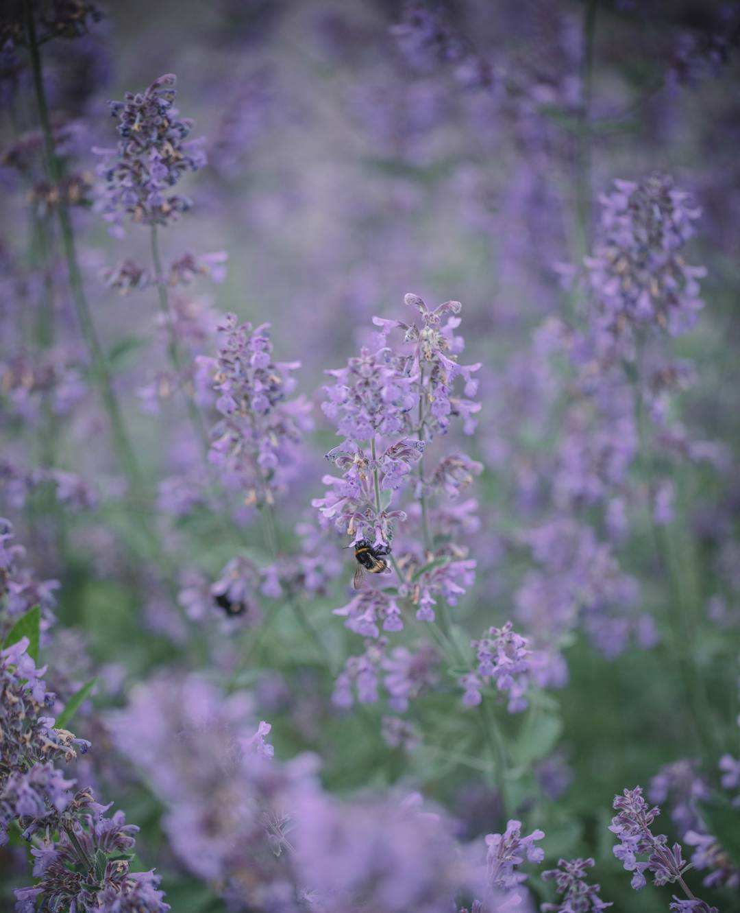 Oh!Garden Kantnepeta Walkers Low