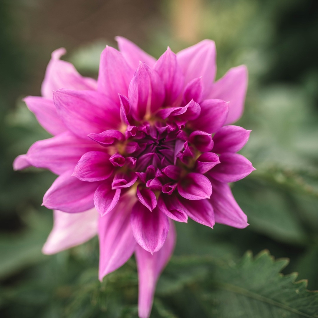 Dahlia Mingus Randy