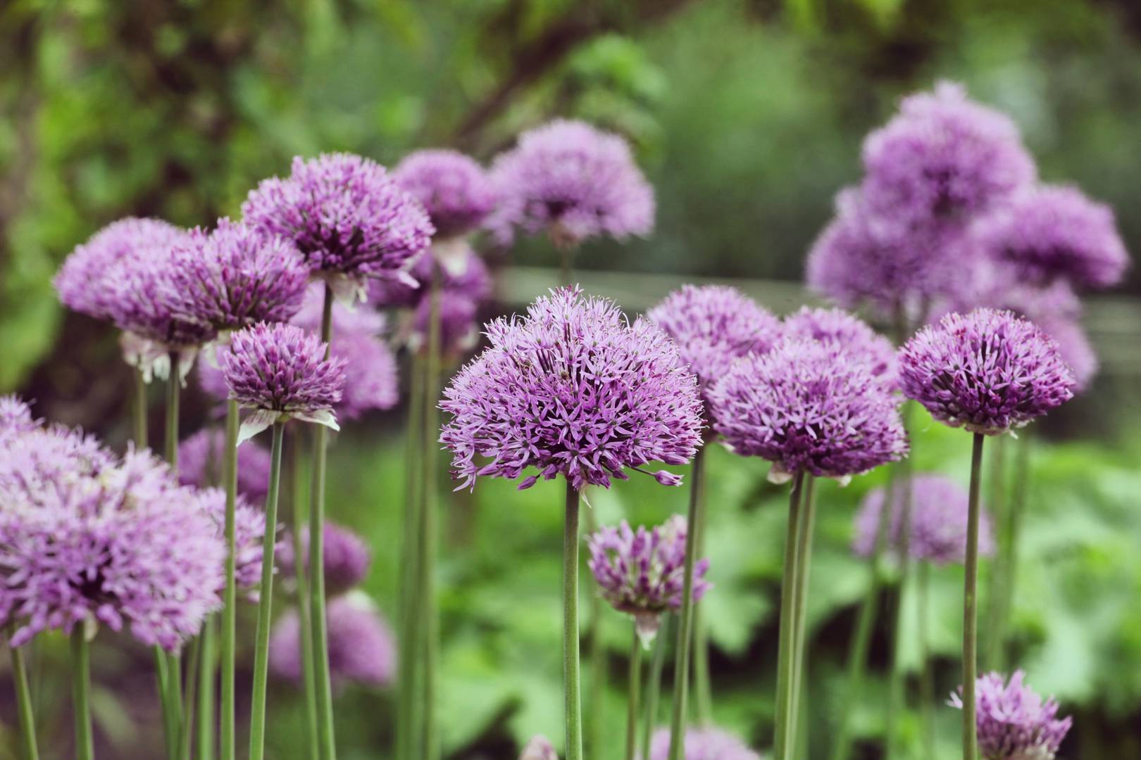 Allium Pinball Wizard