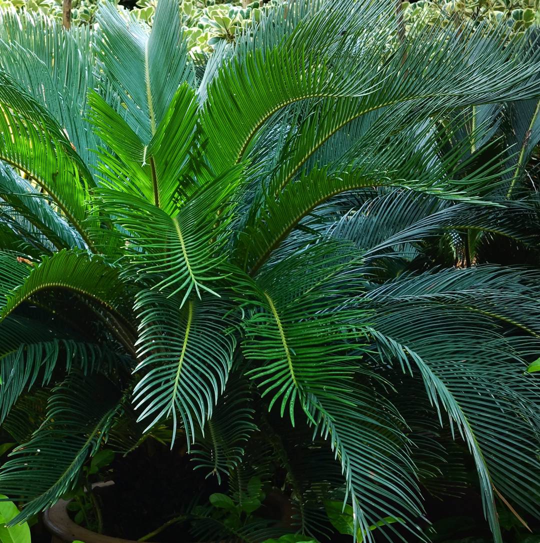 Japansk Kottepalm 