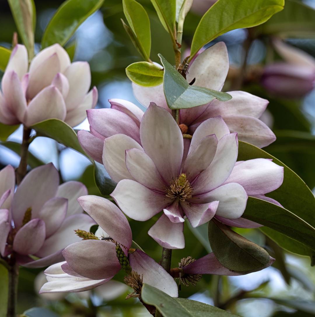 Magnolia Fairy Magnolia Blush
