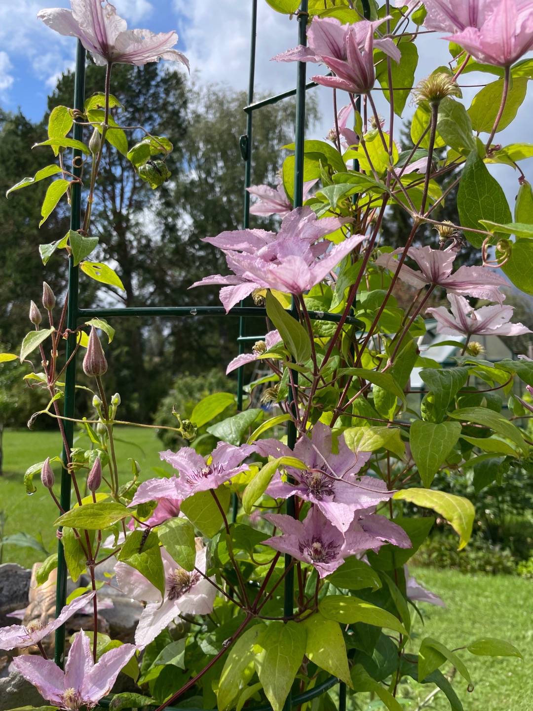 Maritas_gröna_fingrar