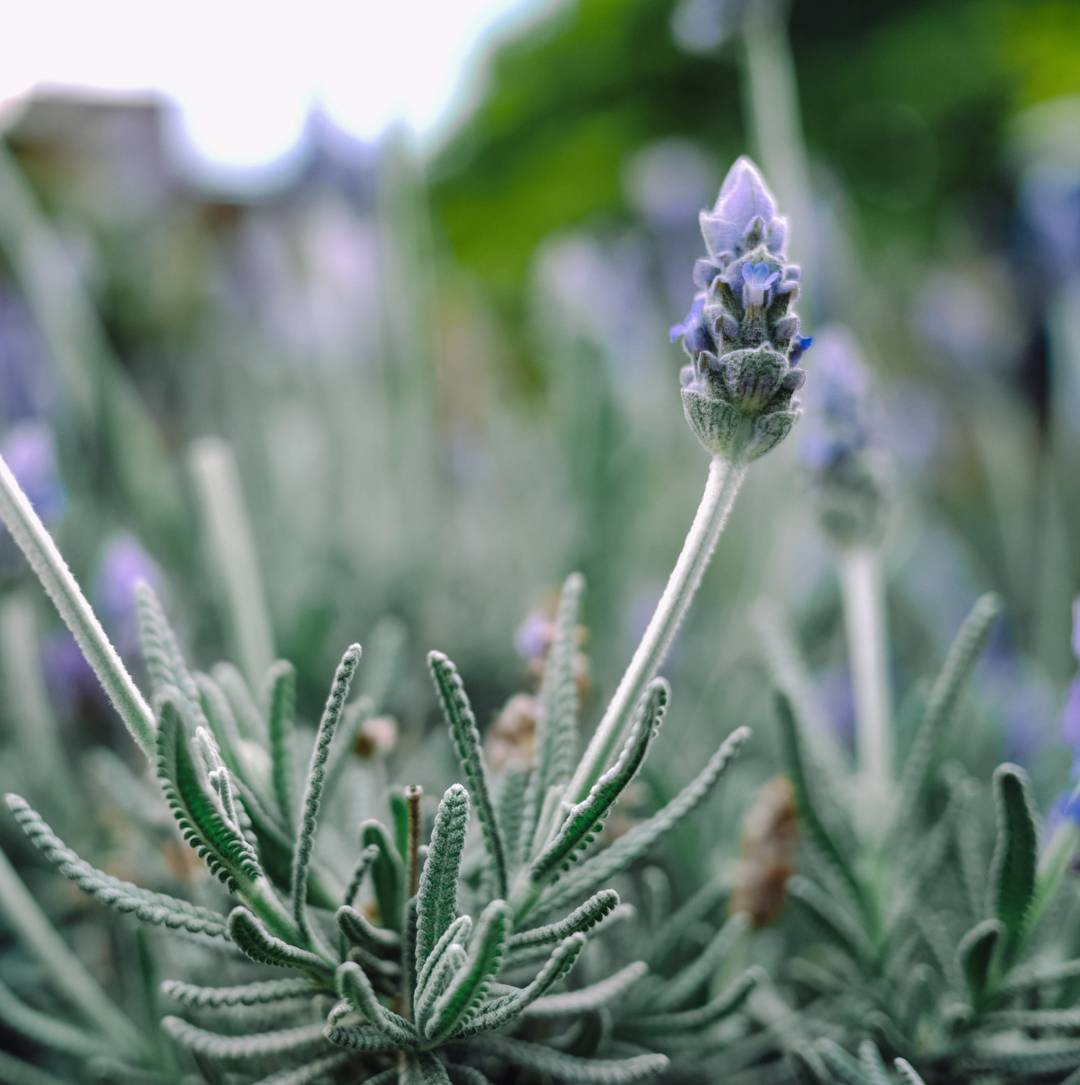 Ull-Lavendel 