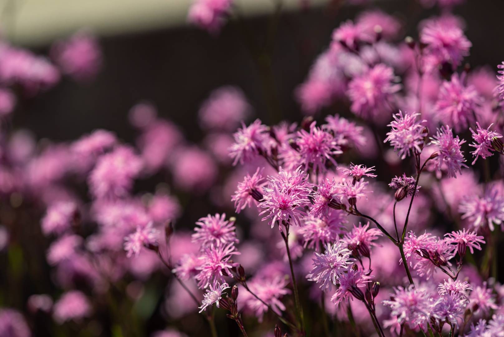 Gökblomster Petite Jenny