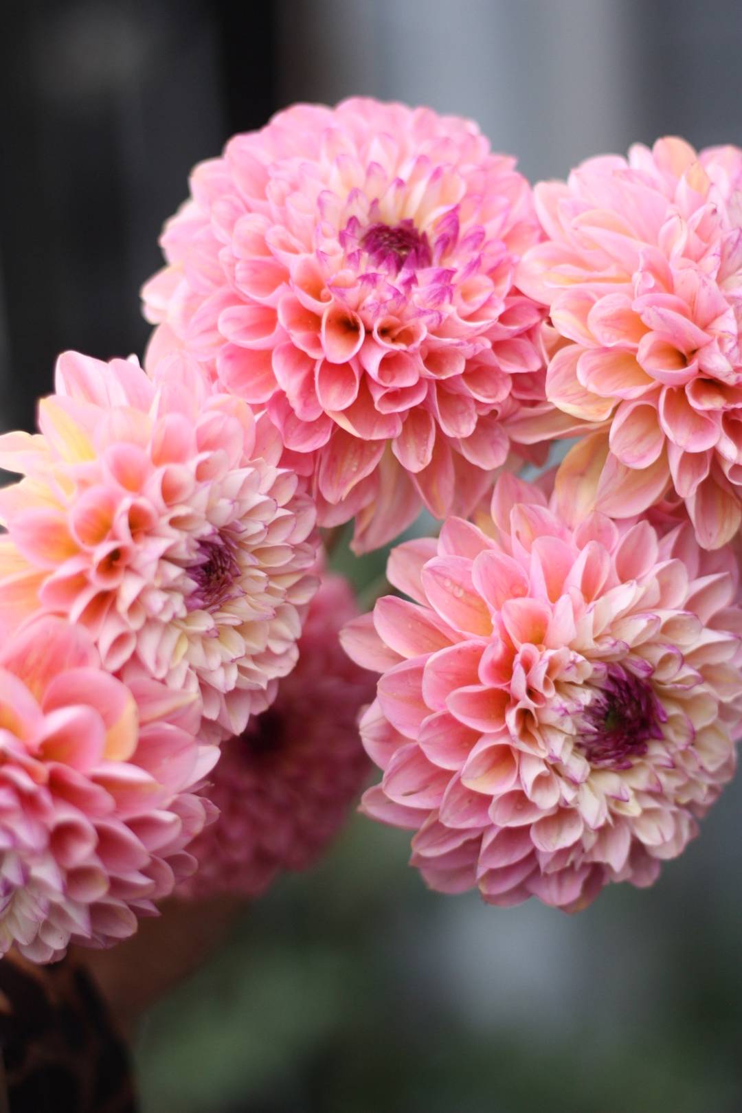 Dahlia Wine Eyed Jill