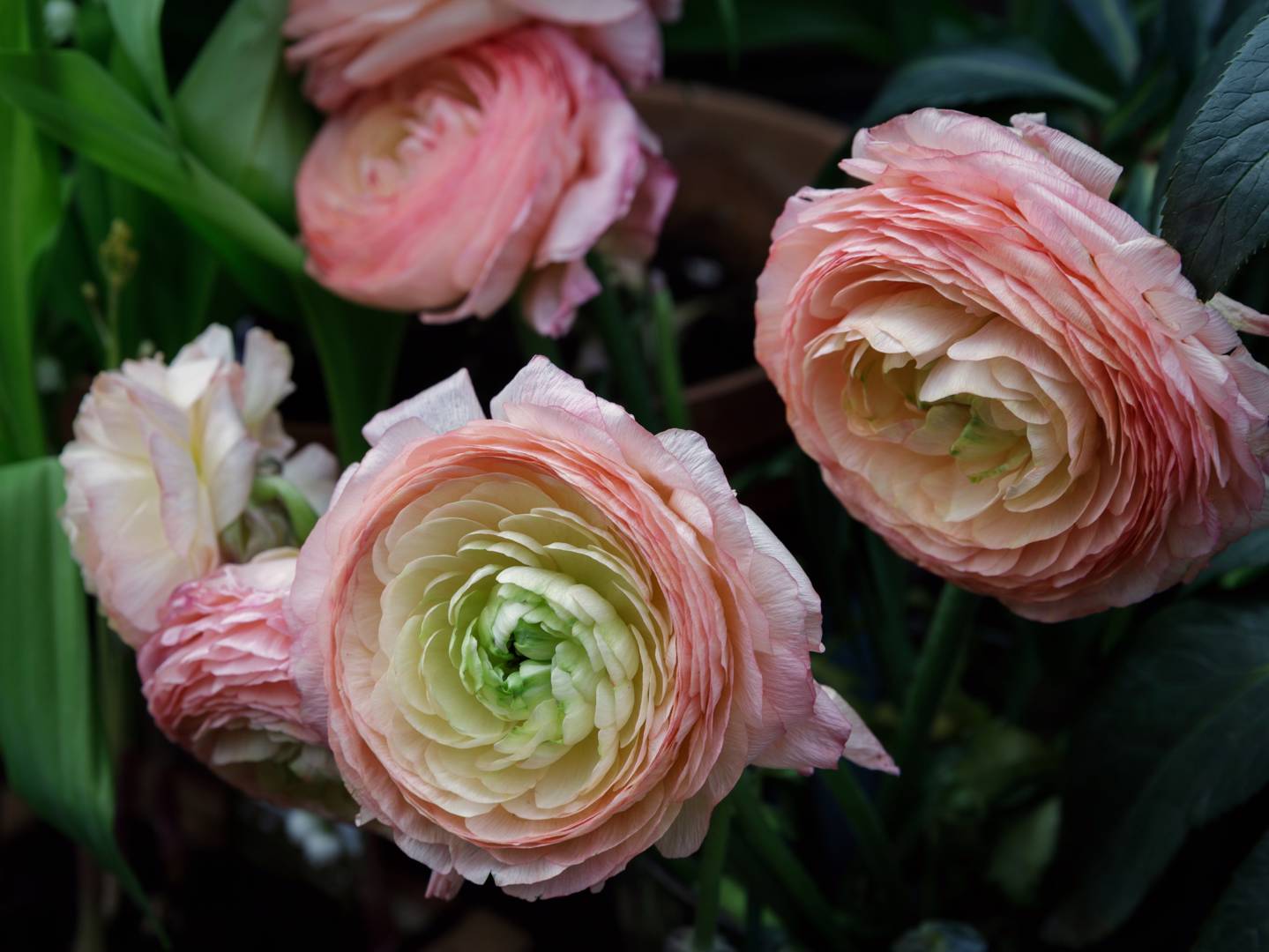 Ranunkel Pink