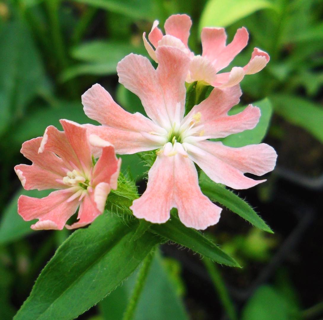 Studentnejlika Carnea