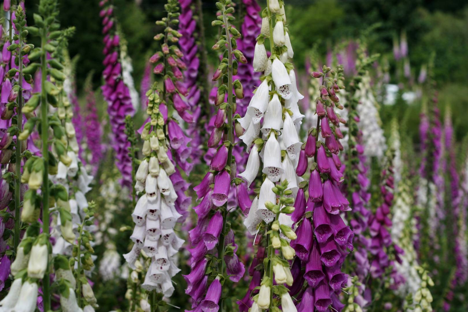 Fingerborgsblomma 