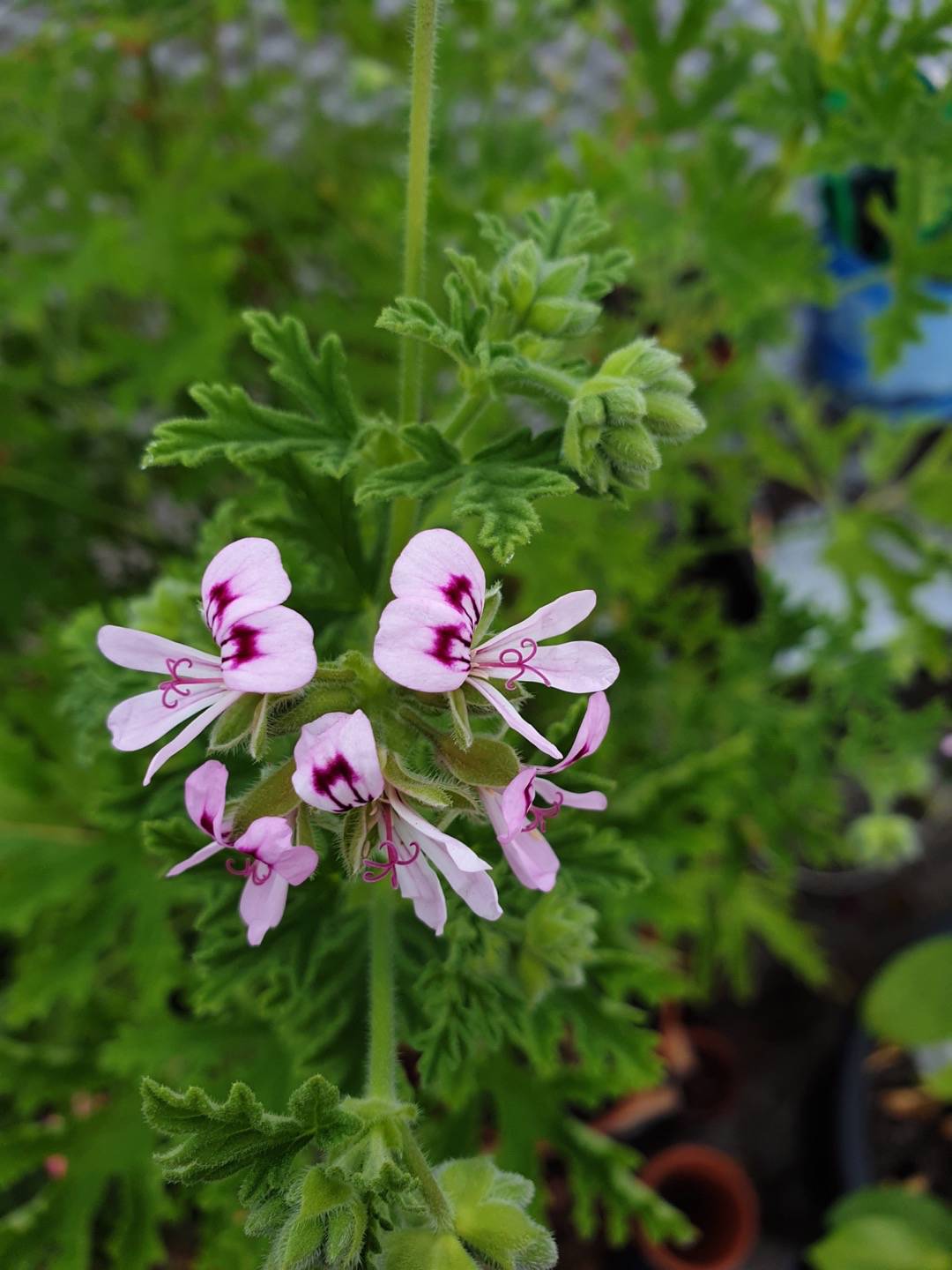 Oh Garden Doftpelargon Dr Westerlund