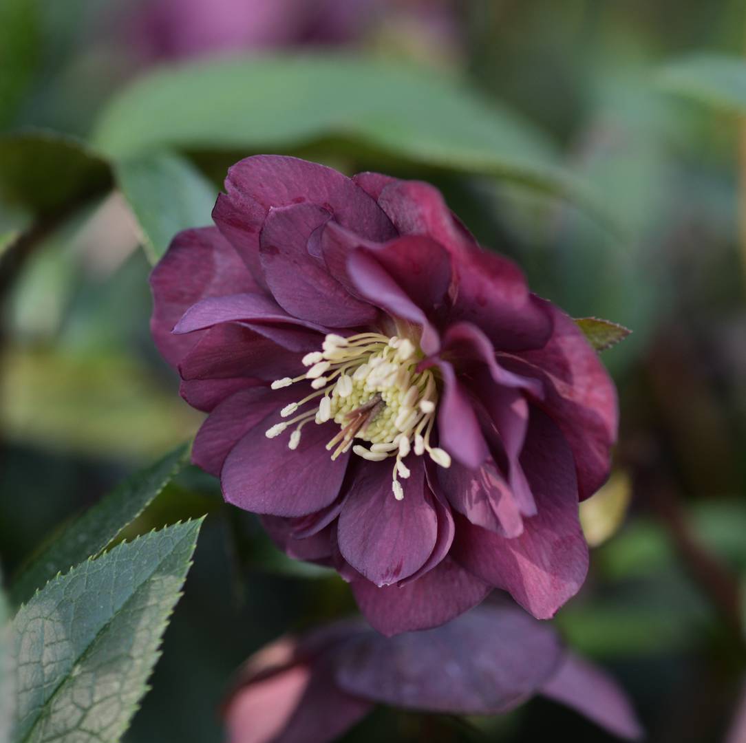 Oh!Garden - Hybridjulros Double Ellen Red