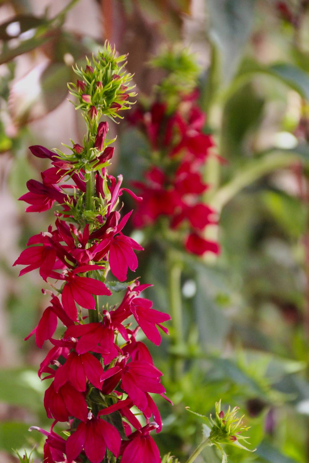 Rabattlobelia Fan Burgundy