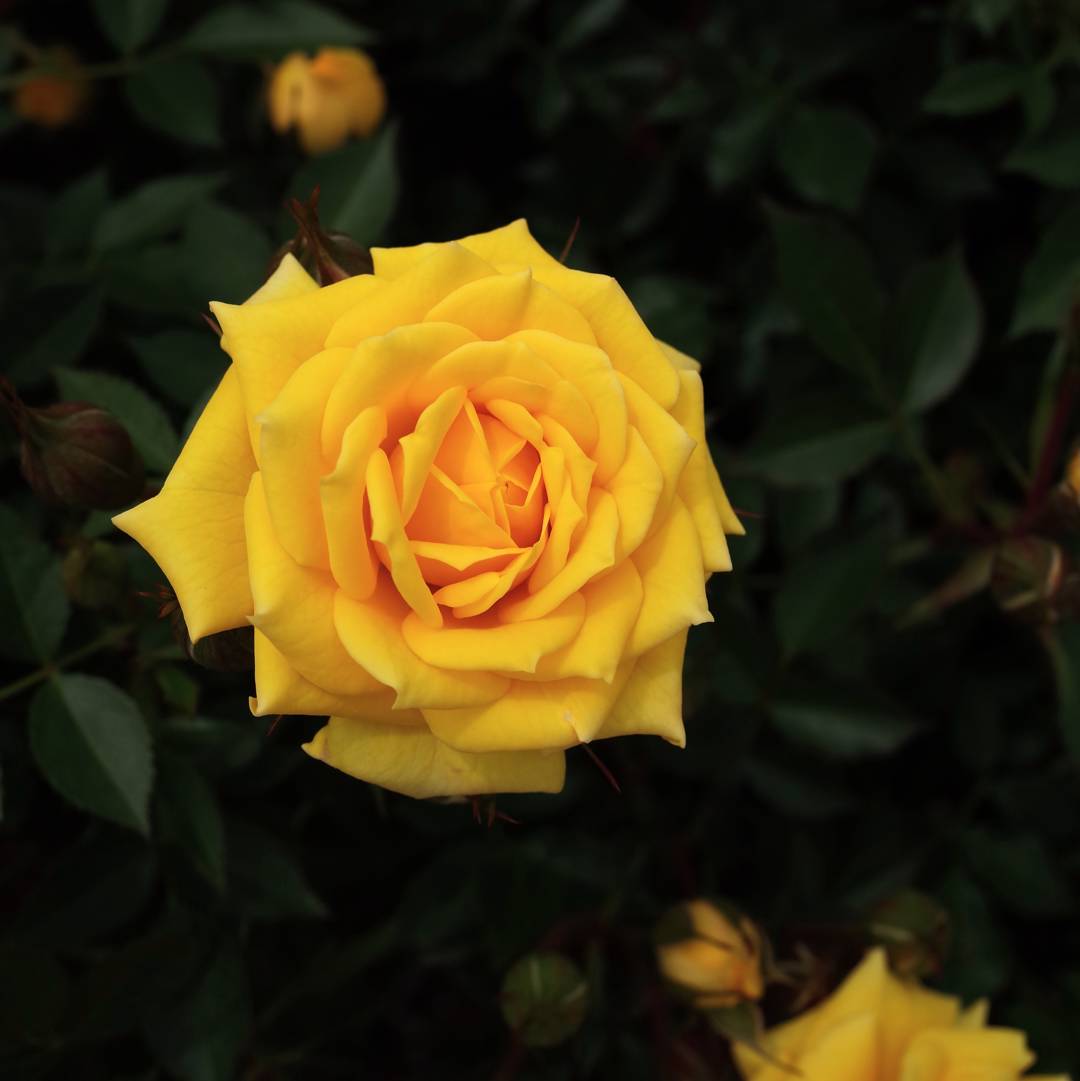 Ros Goldmarie 82