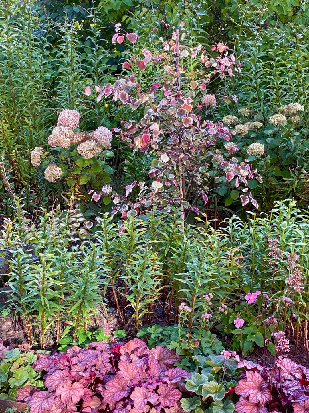 bulbaholic.anonymous