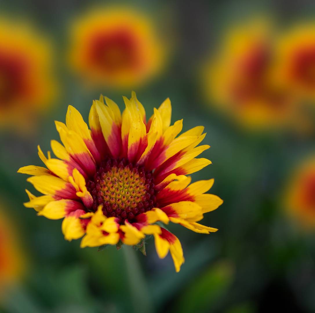 Kokardblomster Arizona Sun