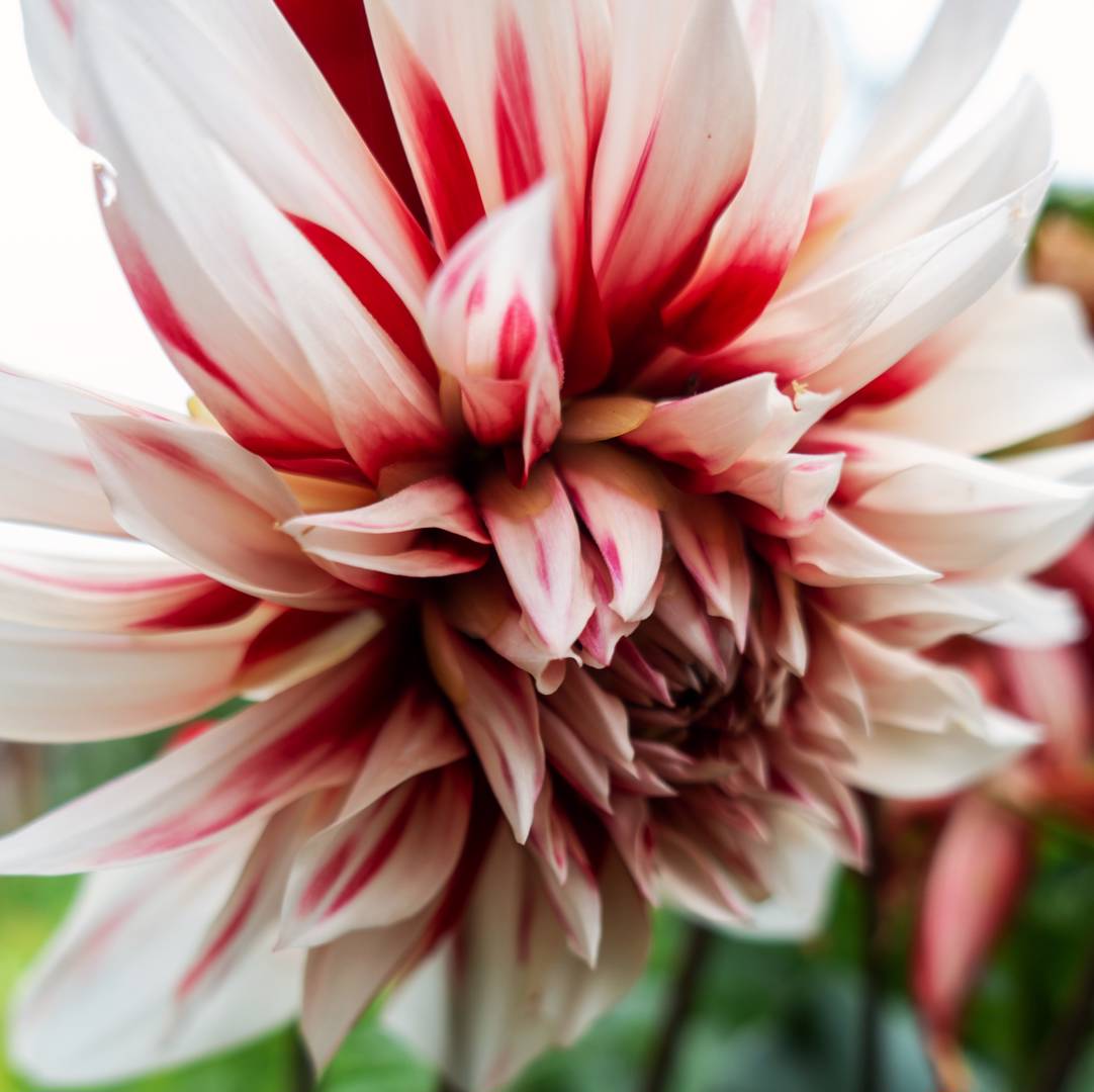 Dahlia Catching Fire
