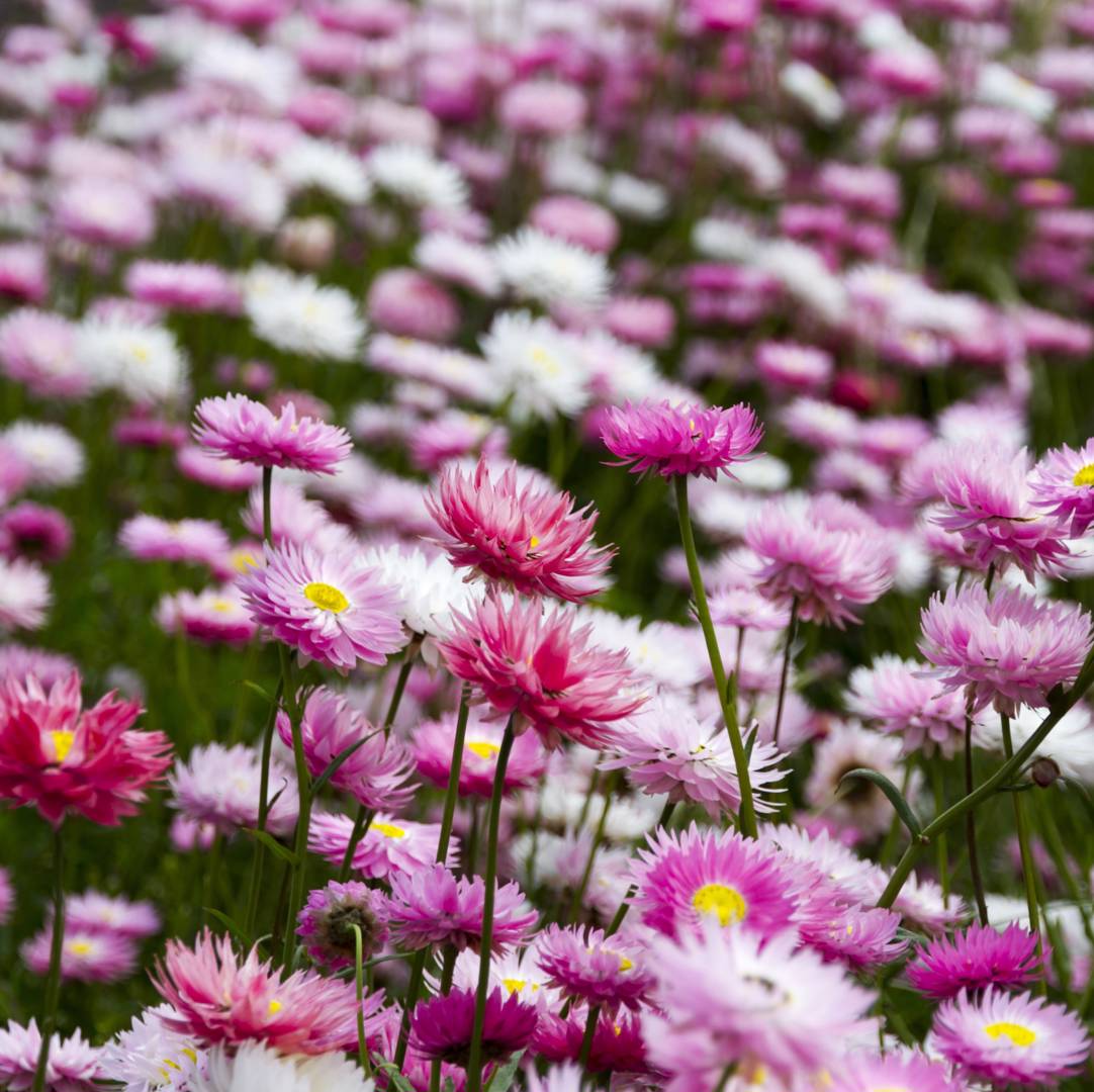 Roseneternell 