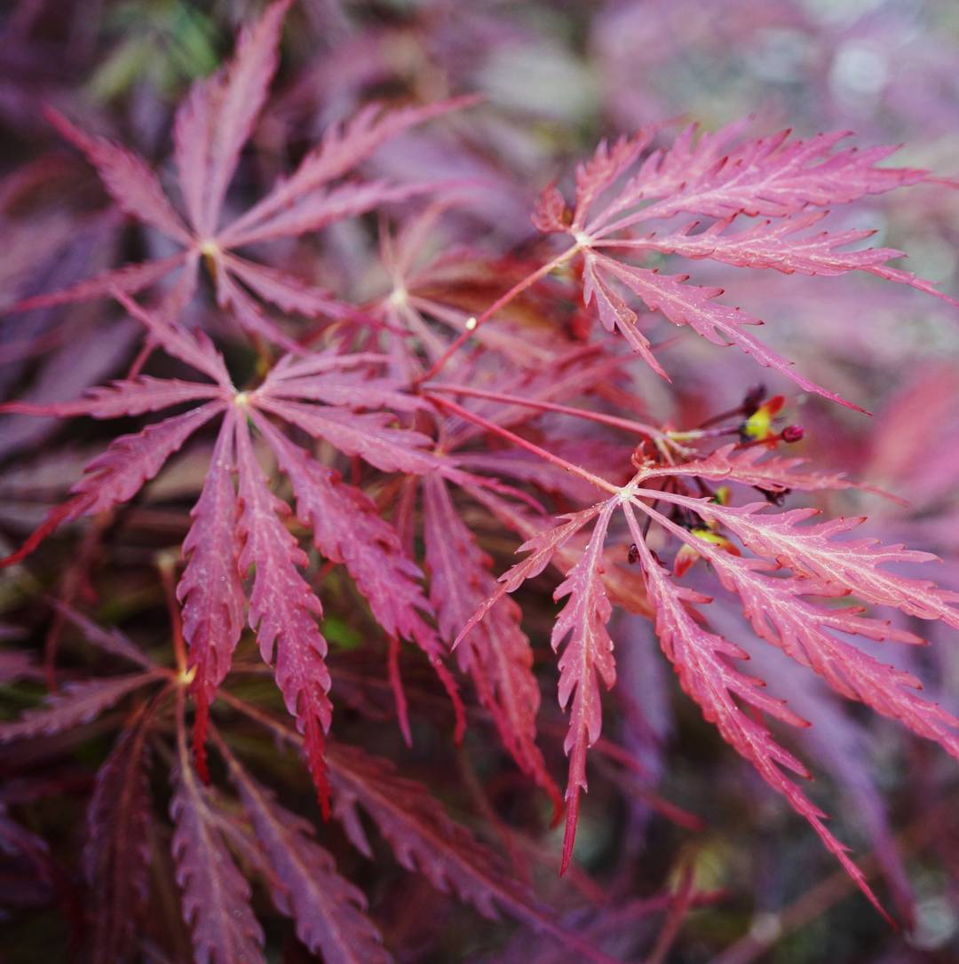 Oh!Garden - Flikbladig Japansk Lönn