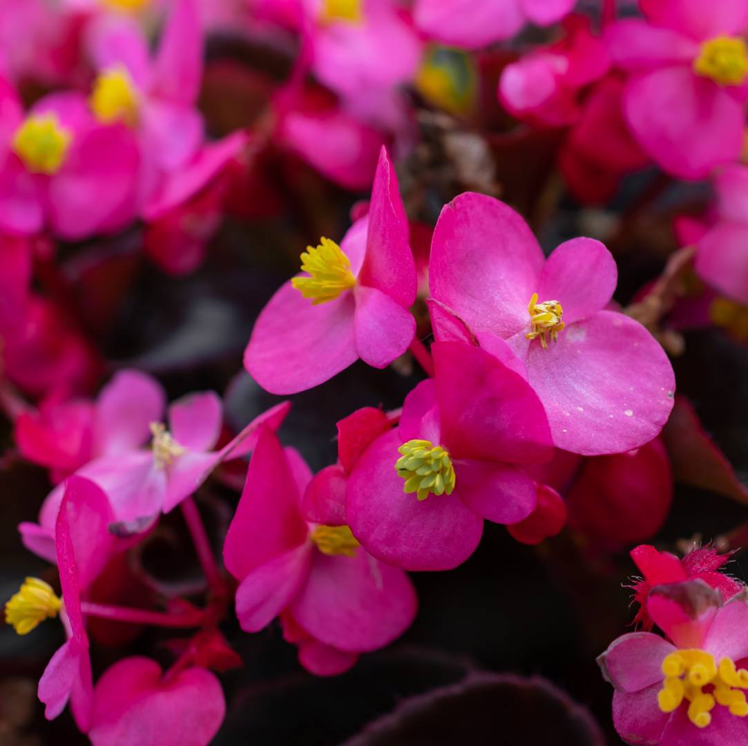 Julbegonia 