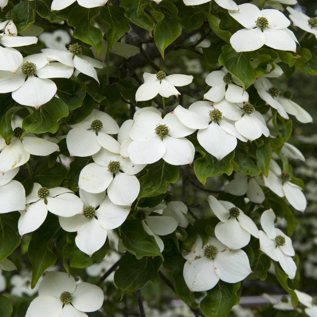 Kinesisk Blomsterkornell China Girl