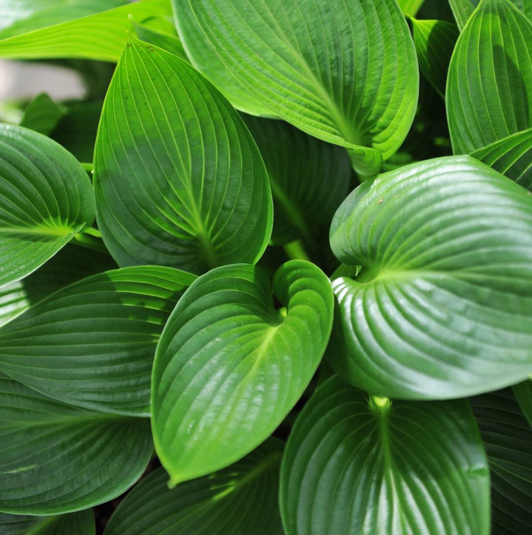 Oh!Garden - Blåfunkia Devon Green