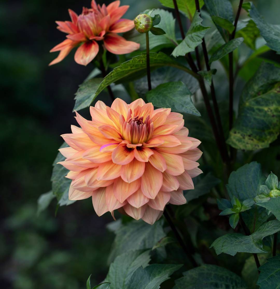 Dahlia Nicholas