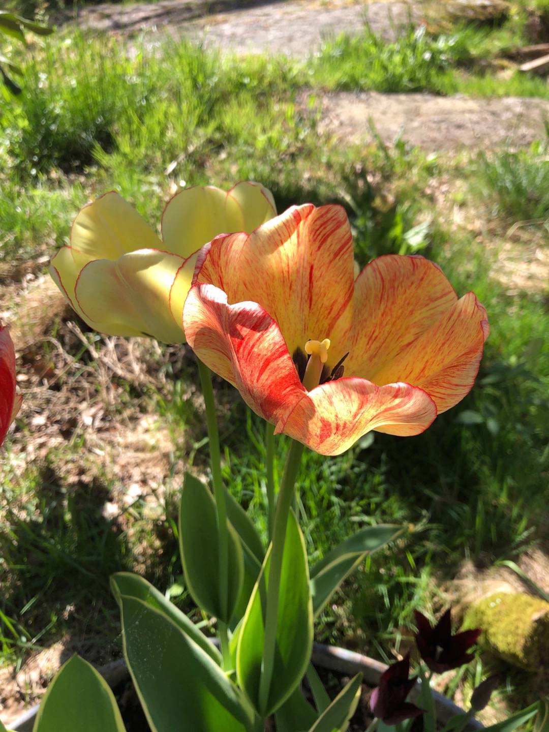 Pensionat Graneliden