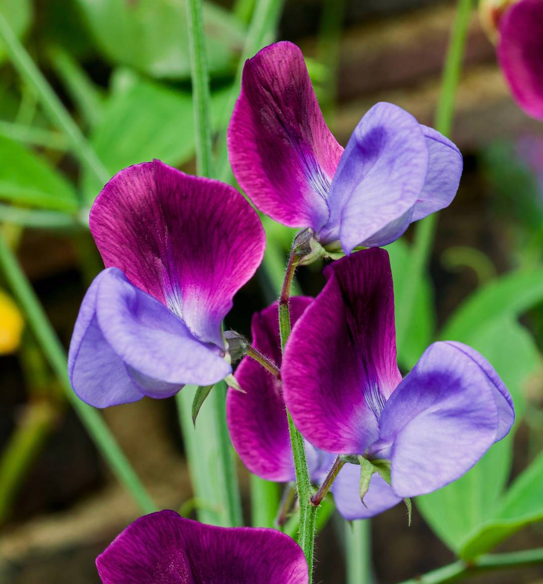 Luktärt Grandiflora Matucana