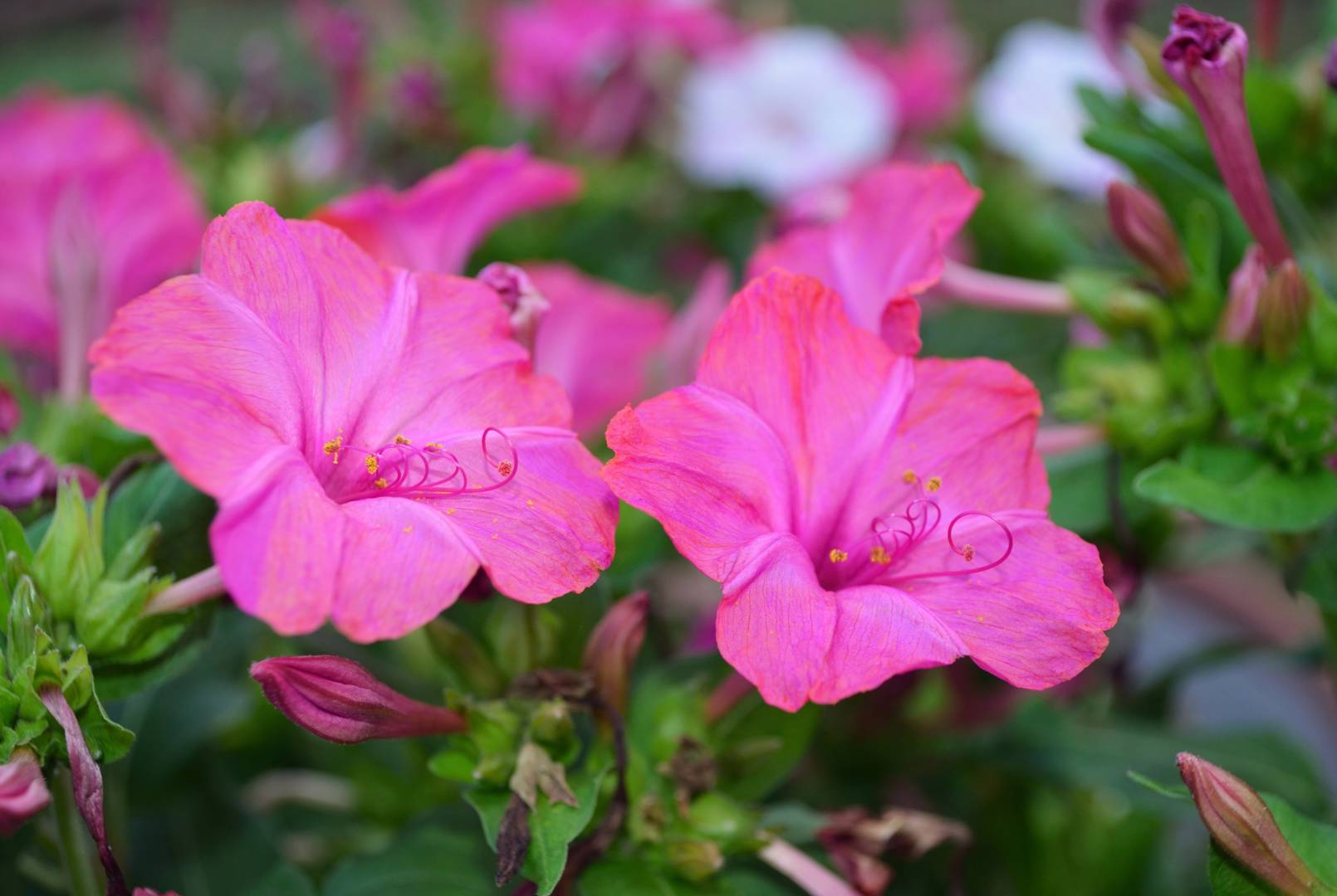 Underblomma 