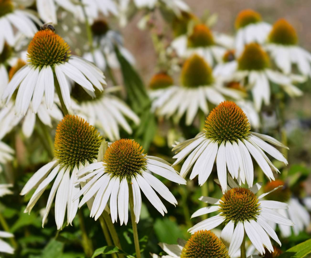 Solhatt Alba