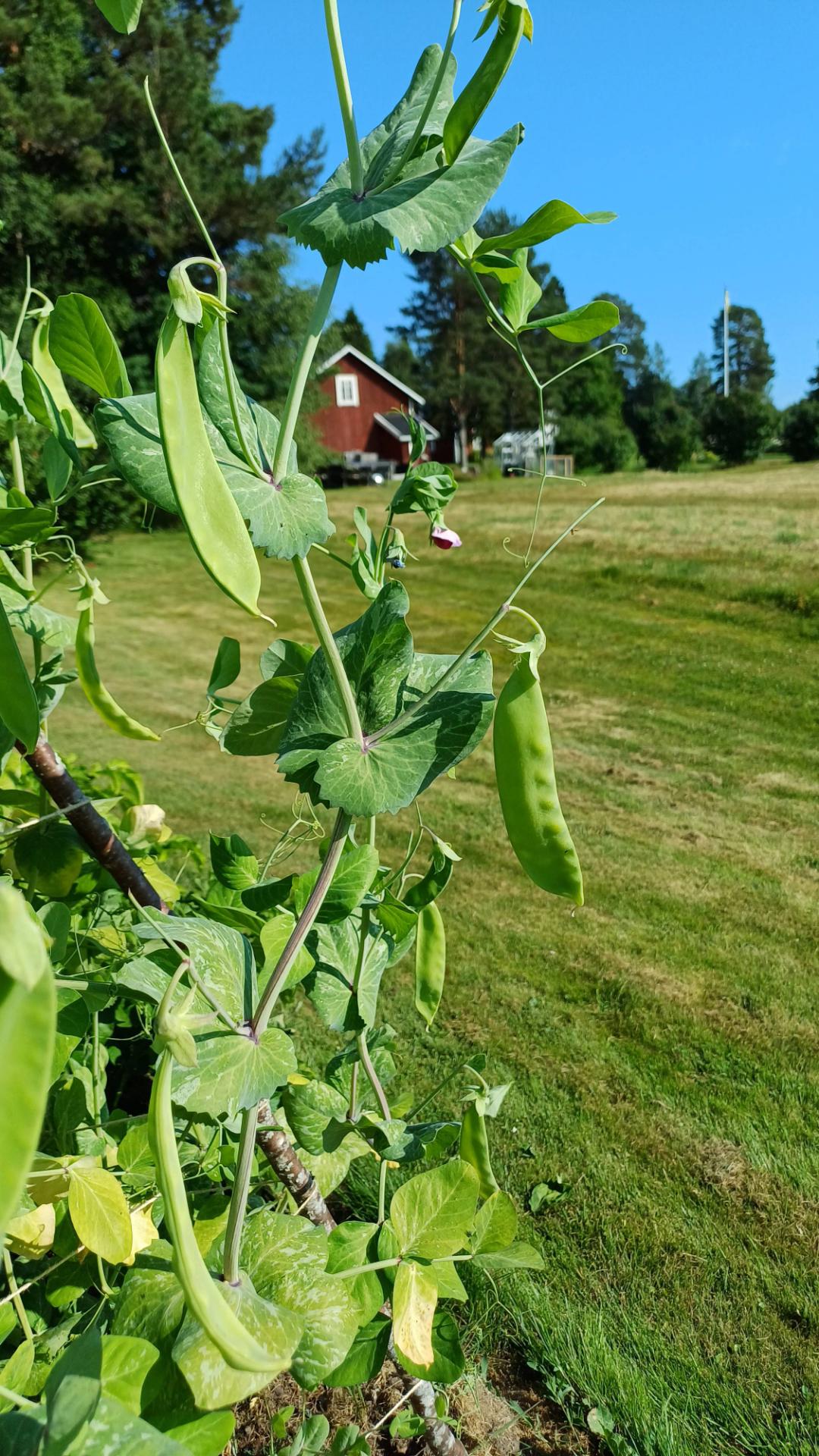 Pålandet