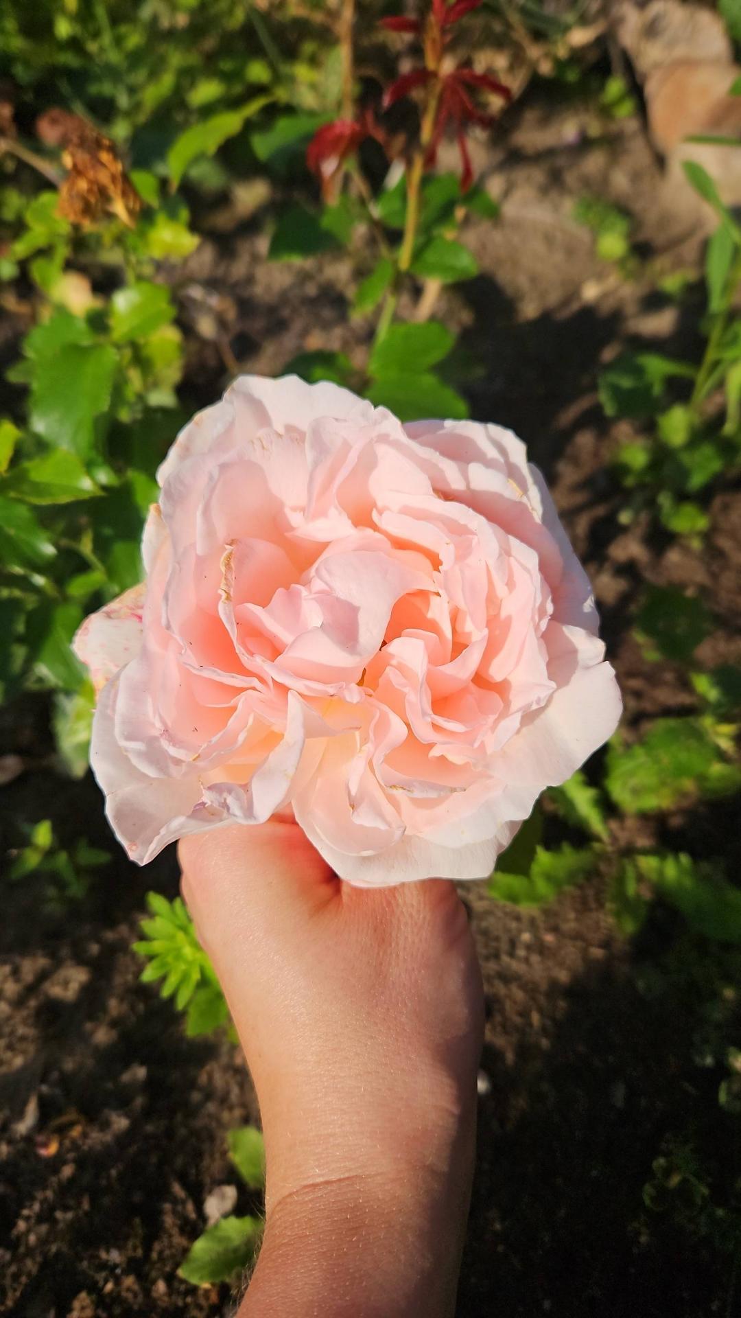 En kaffekopp bland humlorna