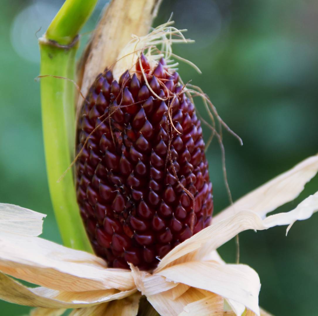 Popcornmajs Strawberry Corn