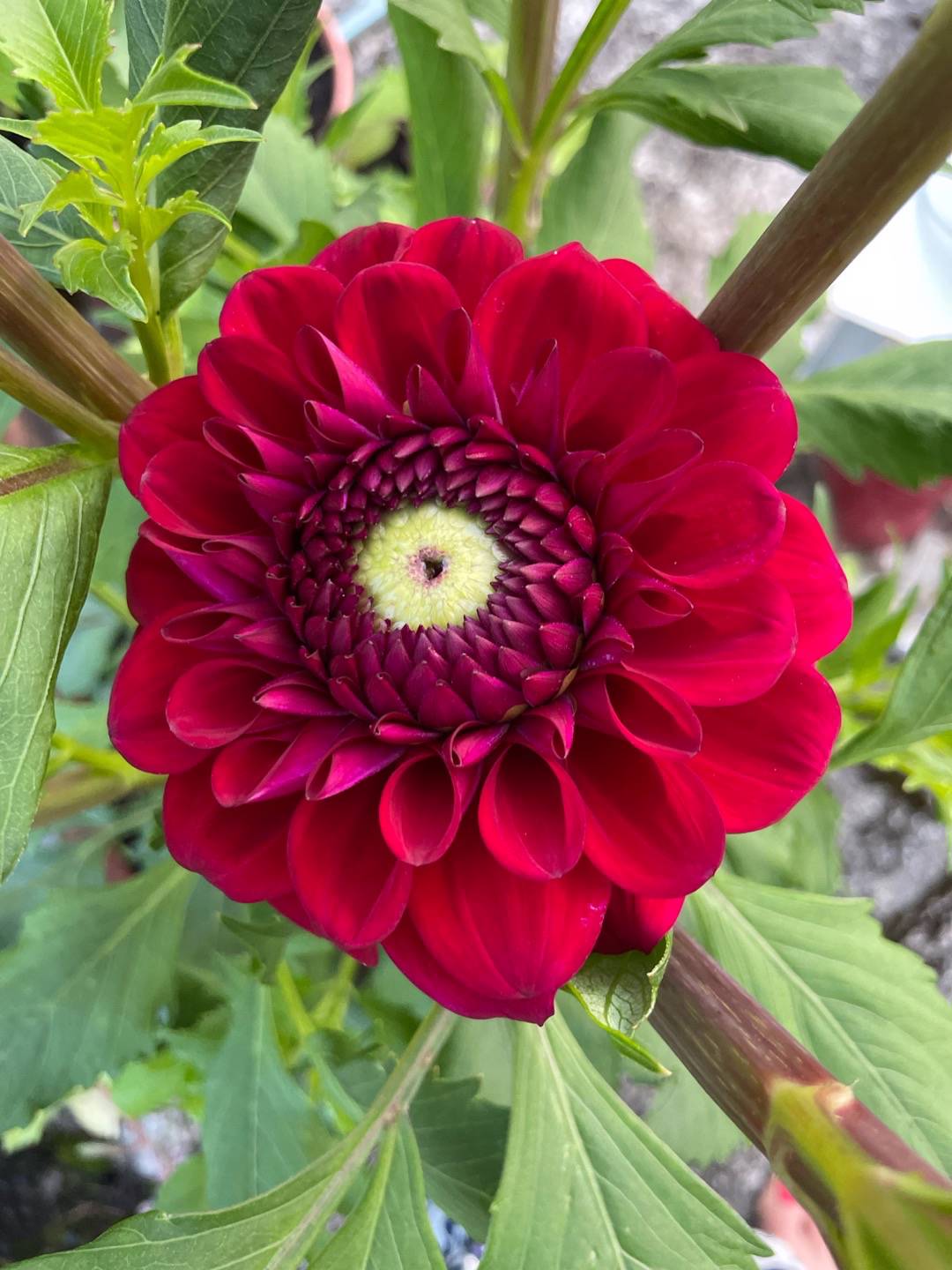 Petra på Blomstervägen