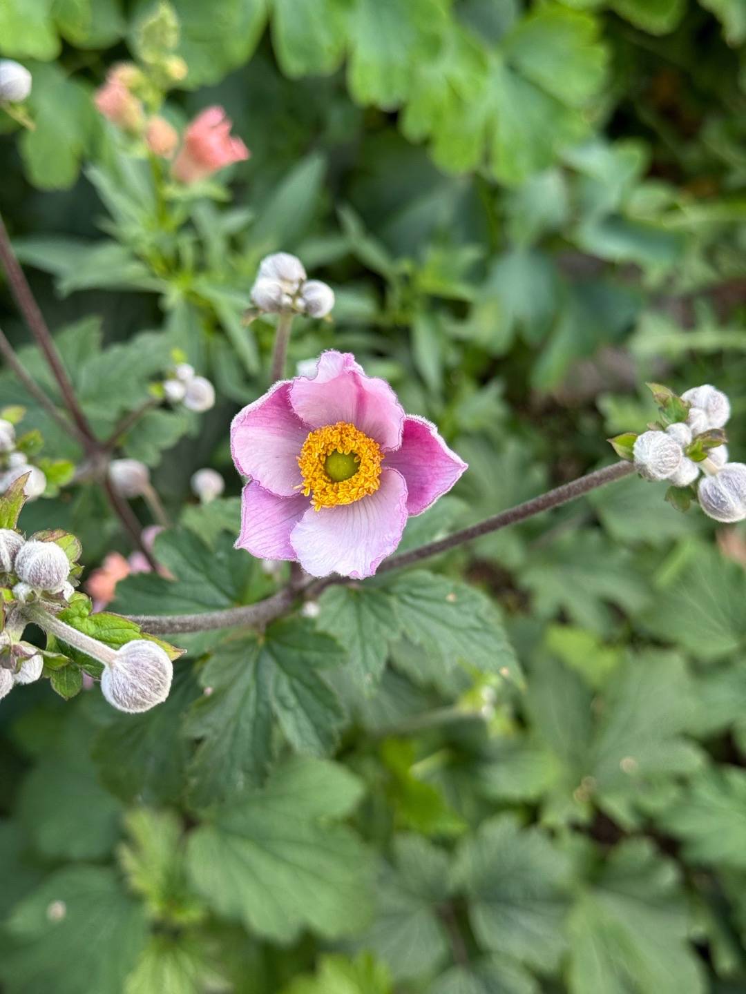Oh!Garden - Silvrig höstanemon Föräldrahemmet