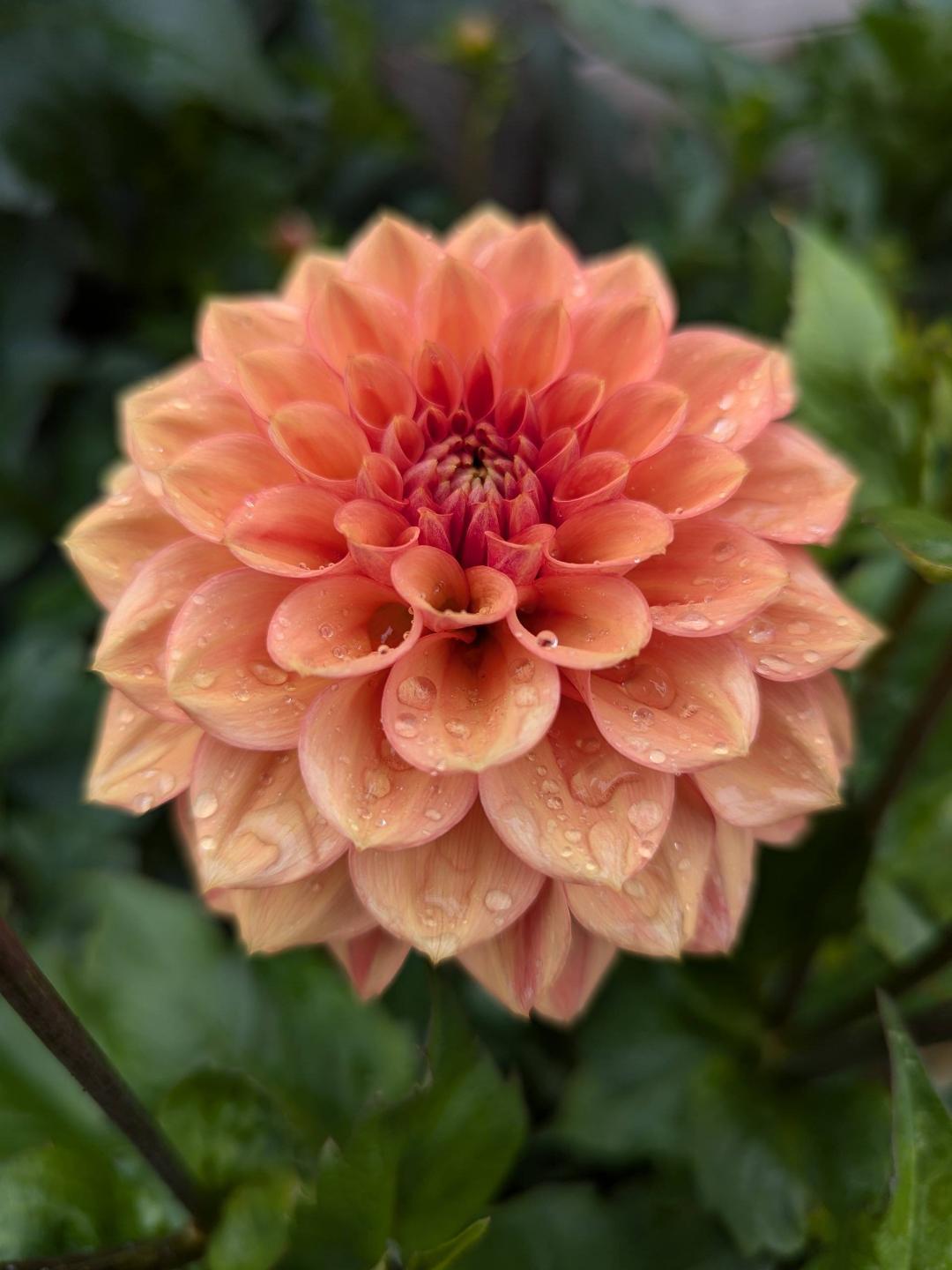 Dahlia Iced Tea