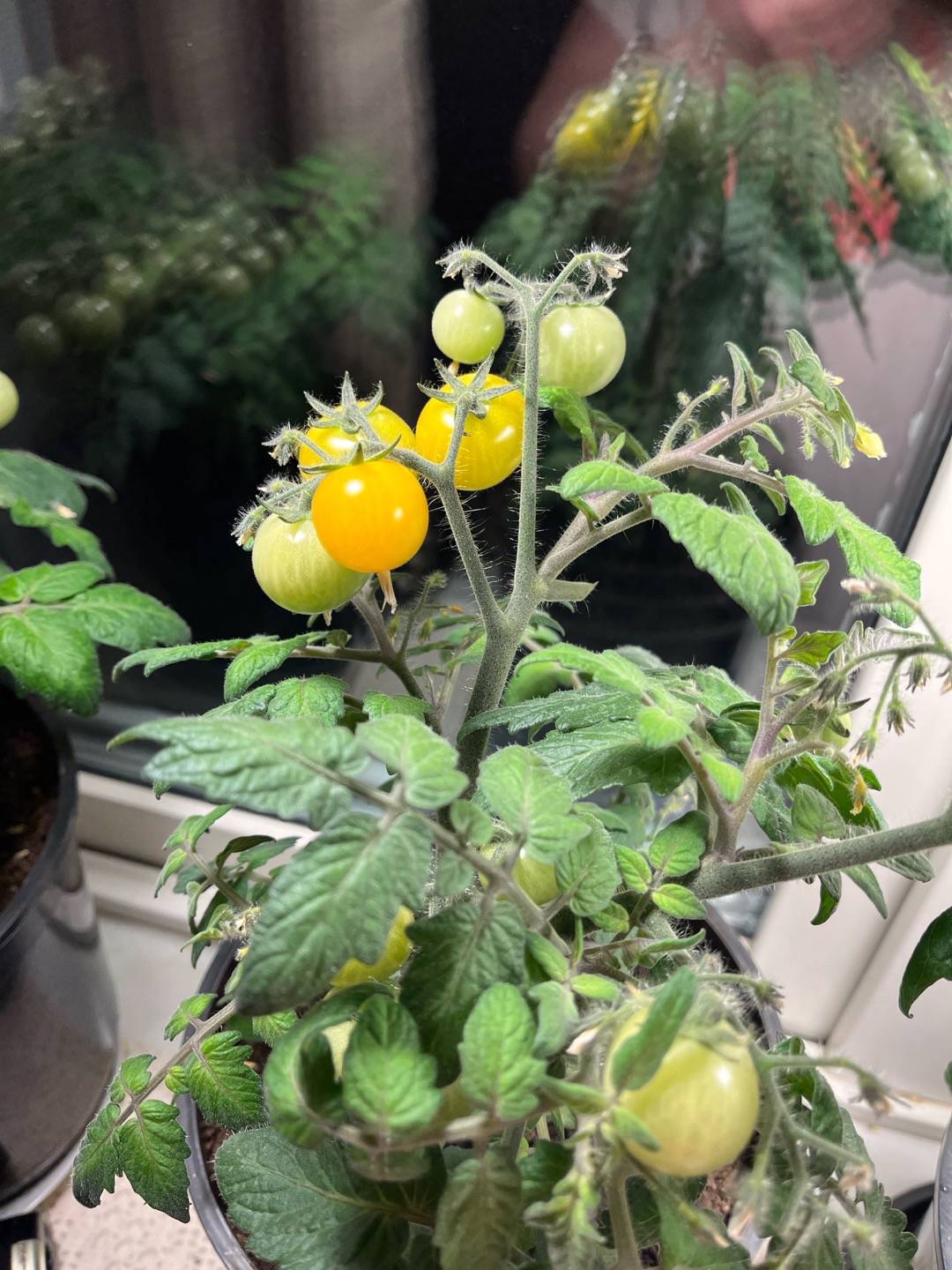 Oxhult’s Blommor & Grönt