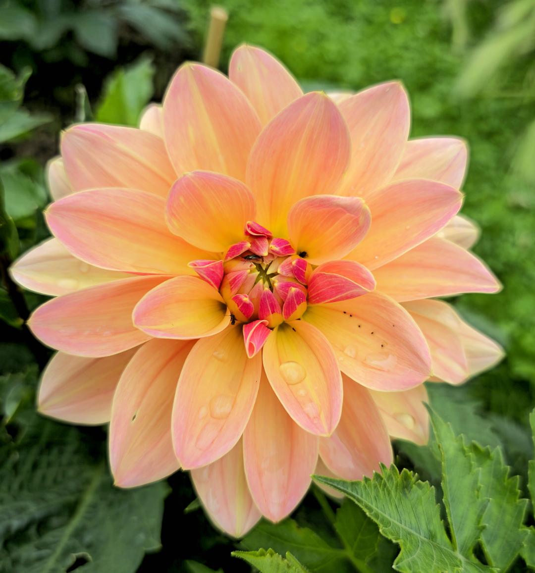 7sortersblomster