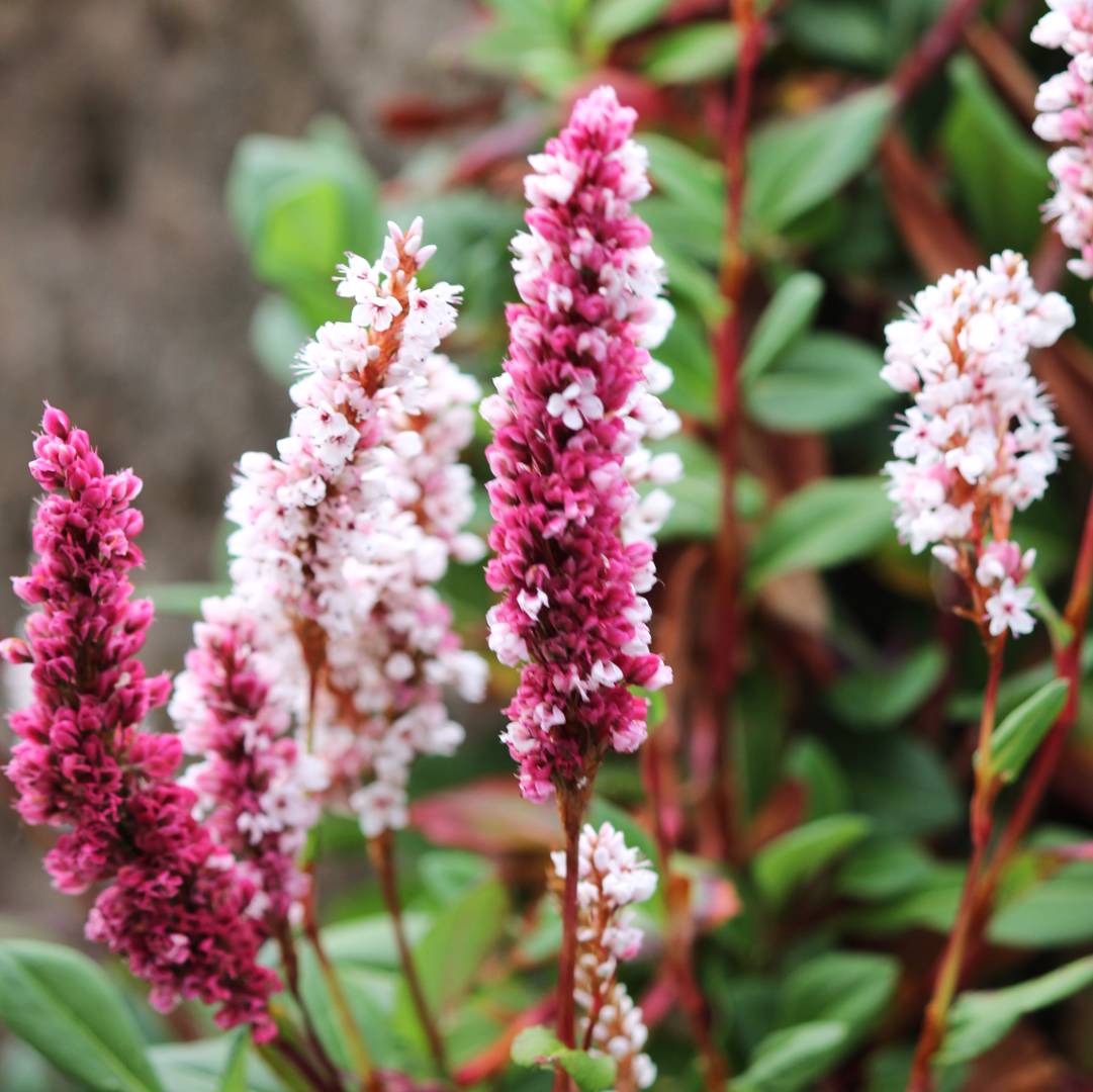 Bergormrot Darjeeling Red