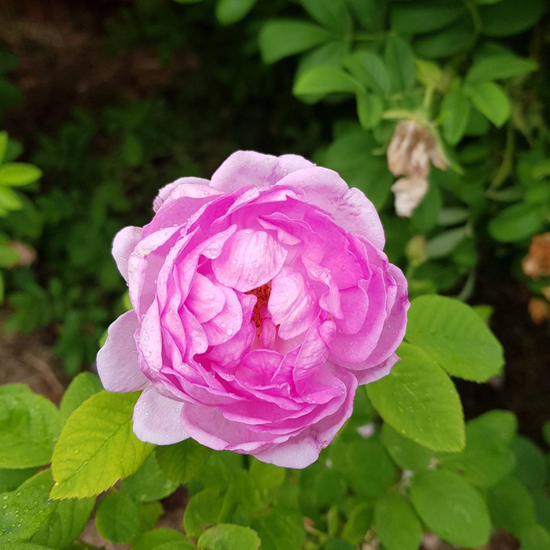 Ros Blomsterhult