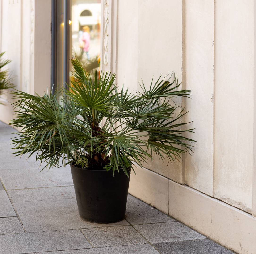 Europeisk Dvärgpalm 