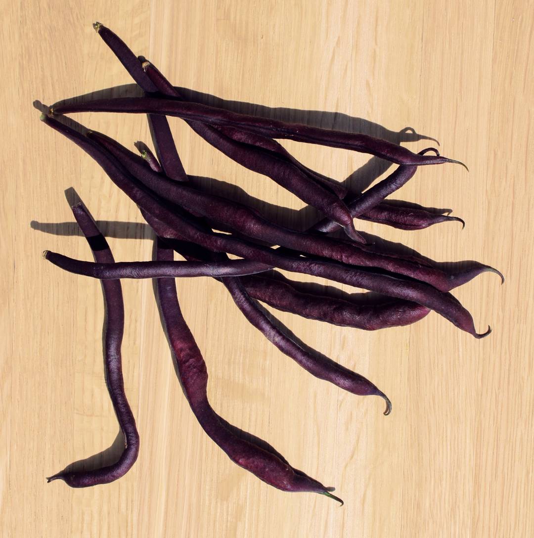 Störbrytböna Carminat