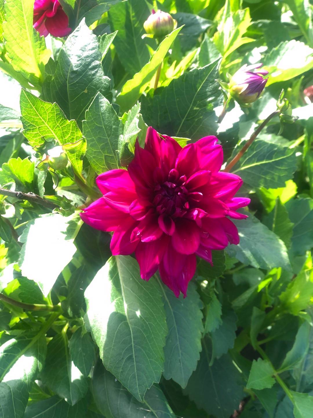 Märtha Lavinia Sundkvist