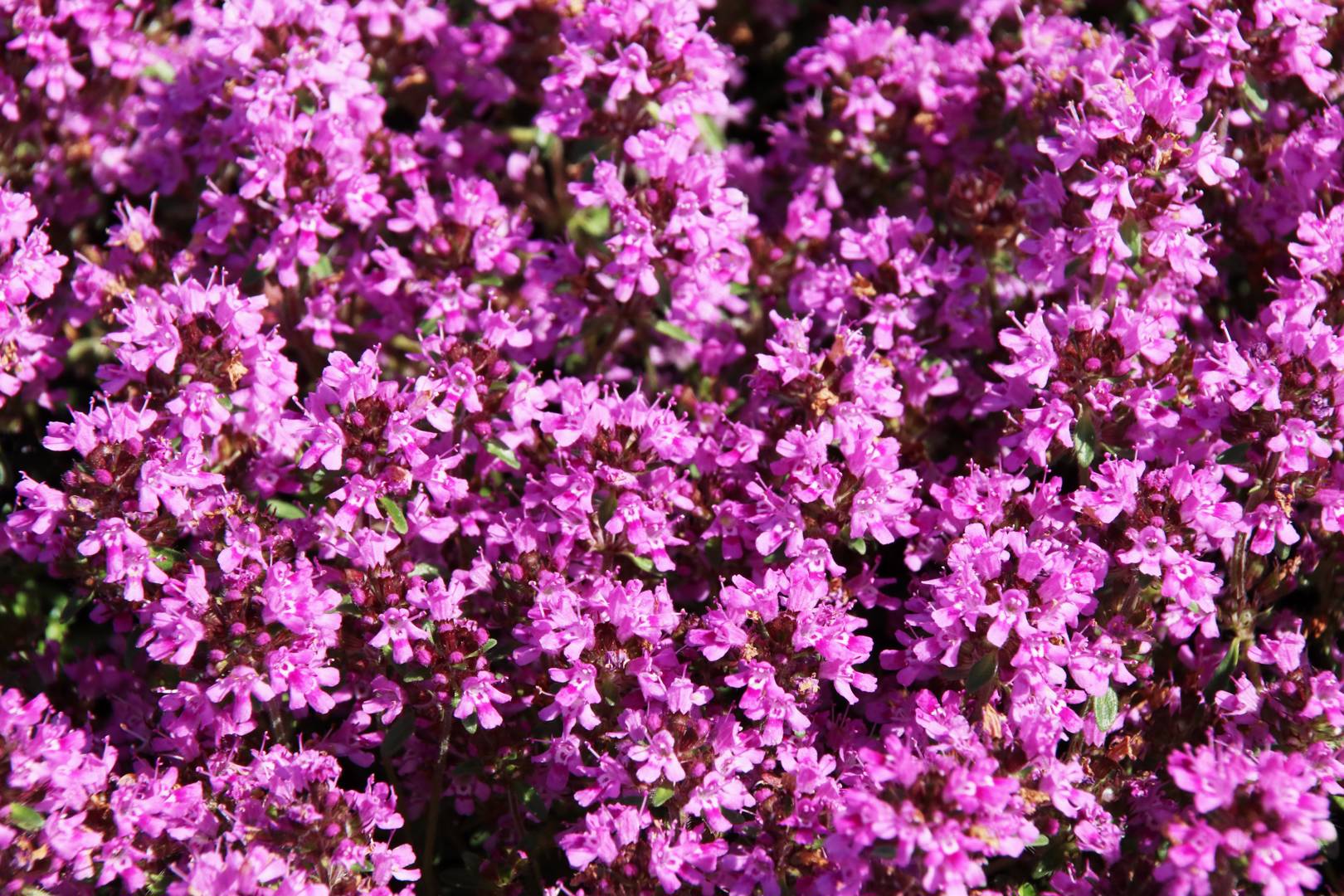 Gråtimjan Red Carpet