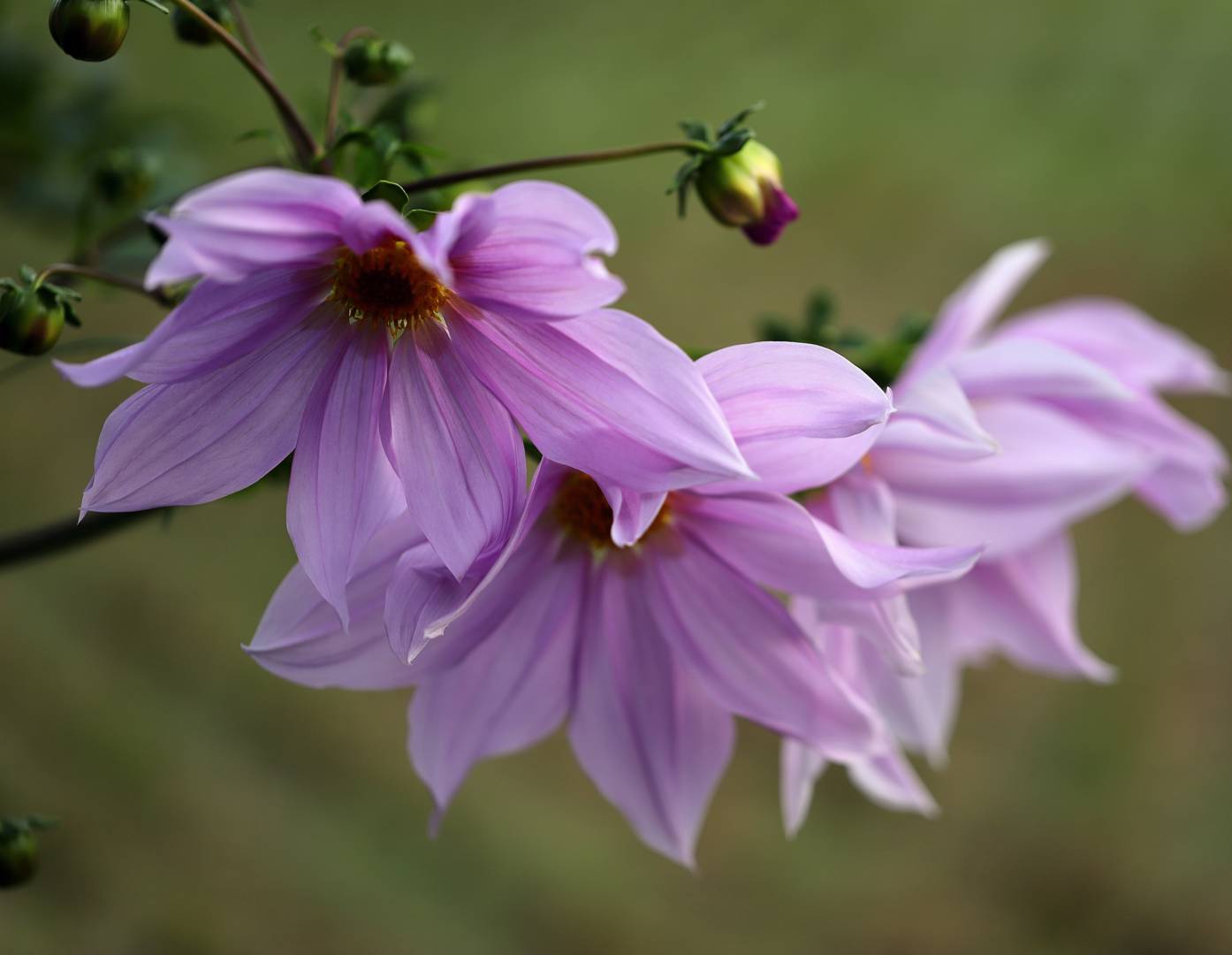 Dahlia Imperialis