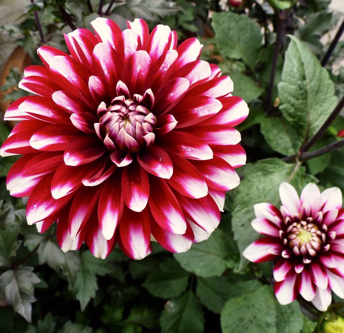 Dahlia Karma Yin Yang