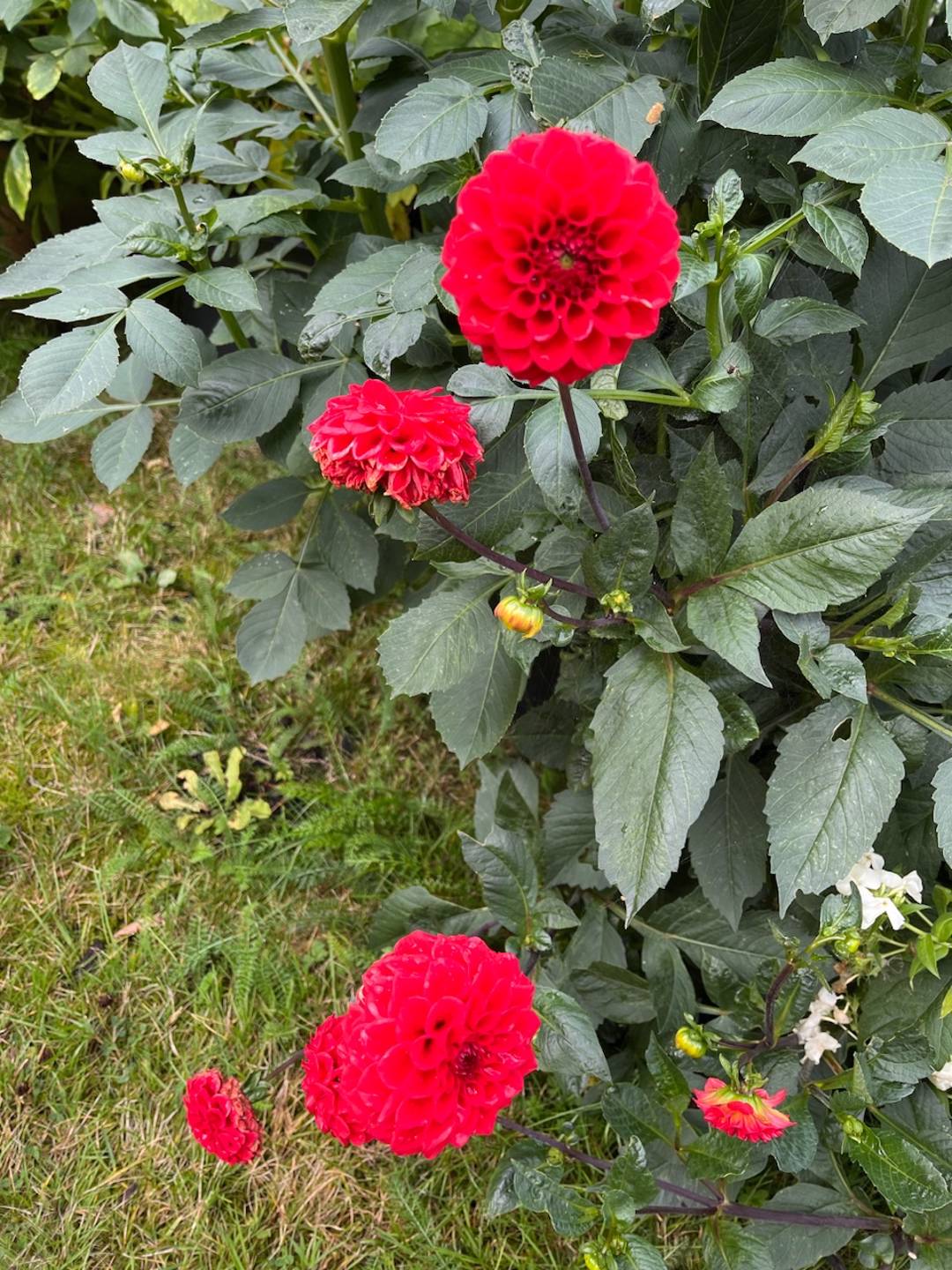 Dahlia Red Cap