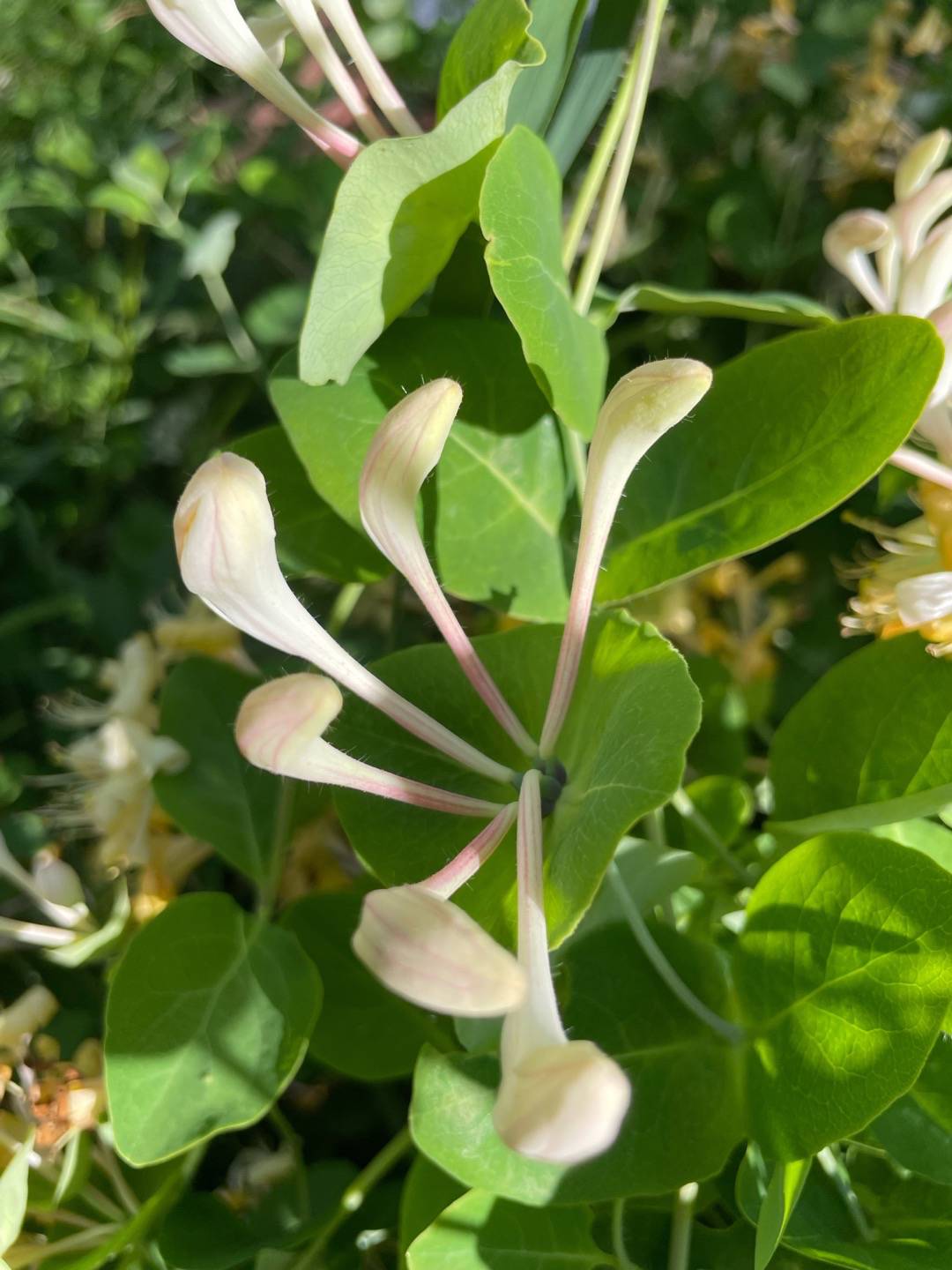 Petra på Blomstervägen