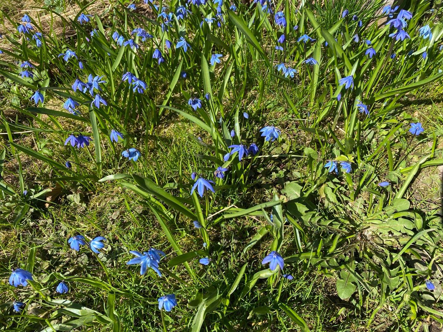 gardensagarden