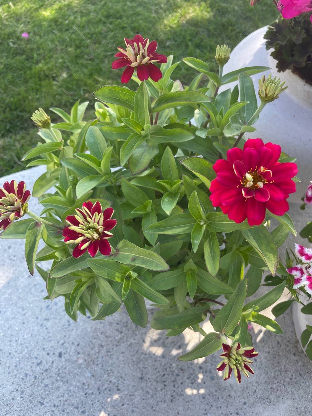 Marylandzinnia Zahara Double Cherry